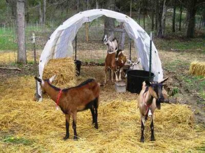 Getting Started with Dairy Goats: One Homesteader’s Experience Image